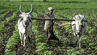 Indian Agriculture: Some Basic Facts and Food for Thought